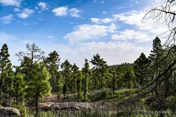 De ruta por el macizo de Tamadaba/Antonio Ali.